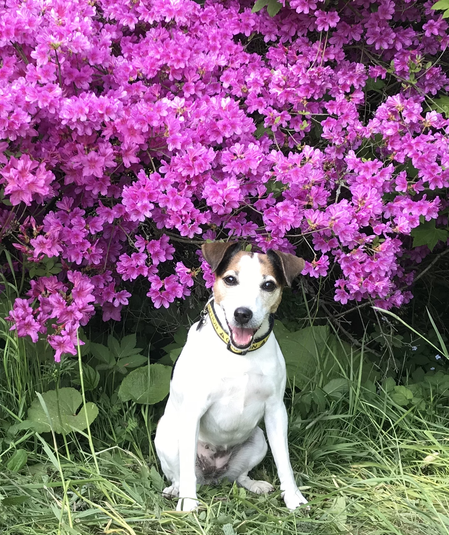 To je barvička..a jak mi ladí k srsti :)