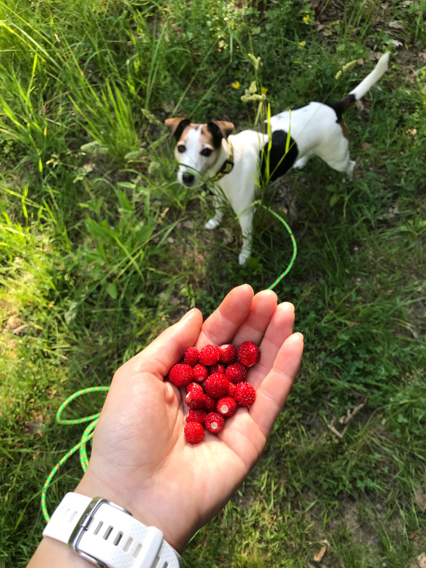 Lesní jahůdky, chutnají nám oběma