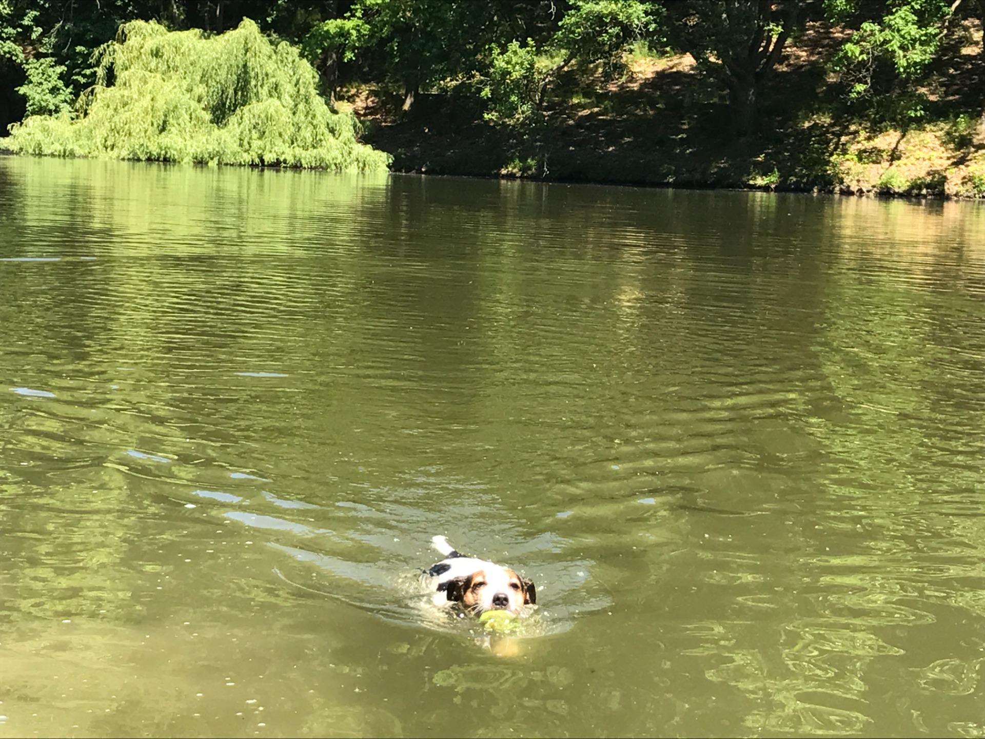 Panička se tu koupat nesmí, ale já. můžu, takže se občas řadím mezi vodní organismy :)