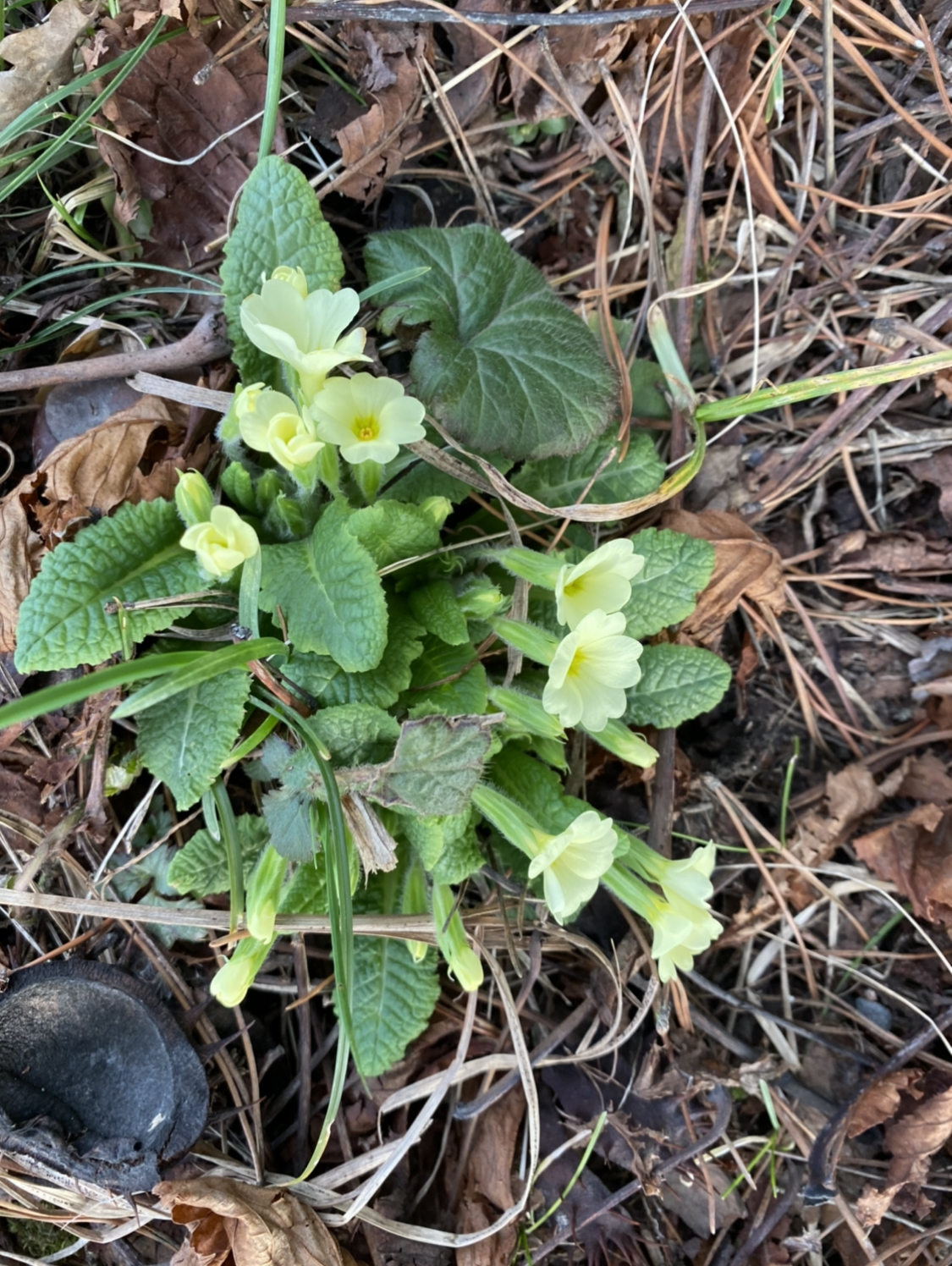 Únorové petrklíče