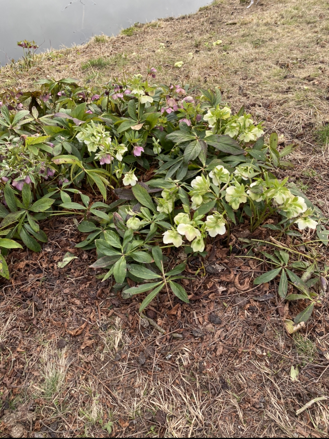 Tohle je čemeřice - určitě ne každý ví, jak to vypadá